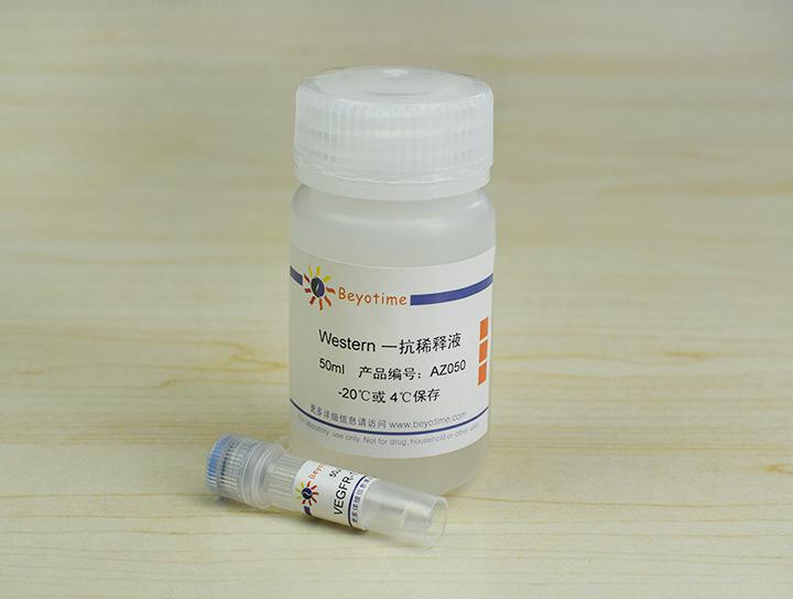 VEGFR-1 Rabbit Polyclonal Antibody